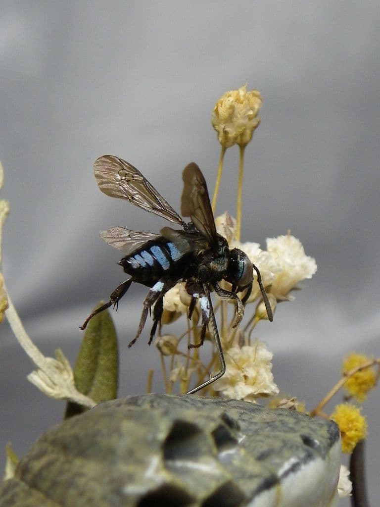 幸福の青い蜂　ビネット標本