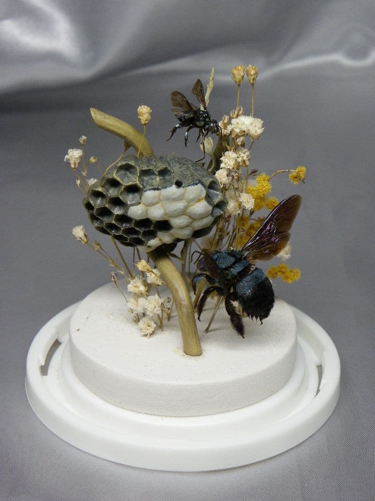 幸福の青い蜂　ビネット標本