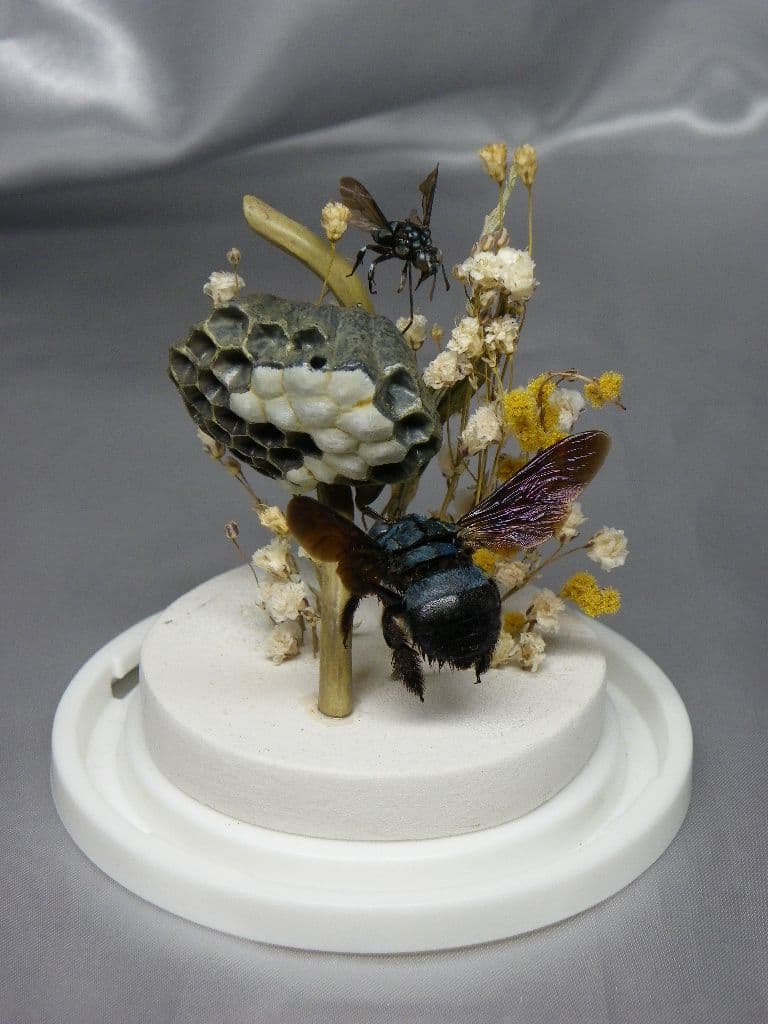 幸福の青い蜂　ビネット標本