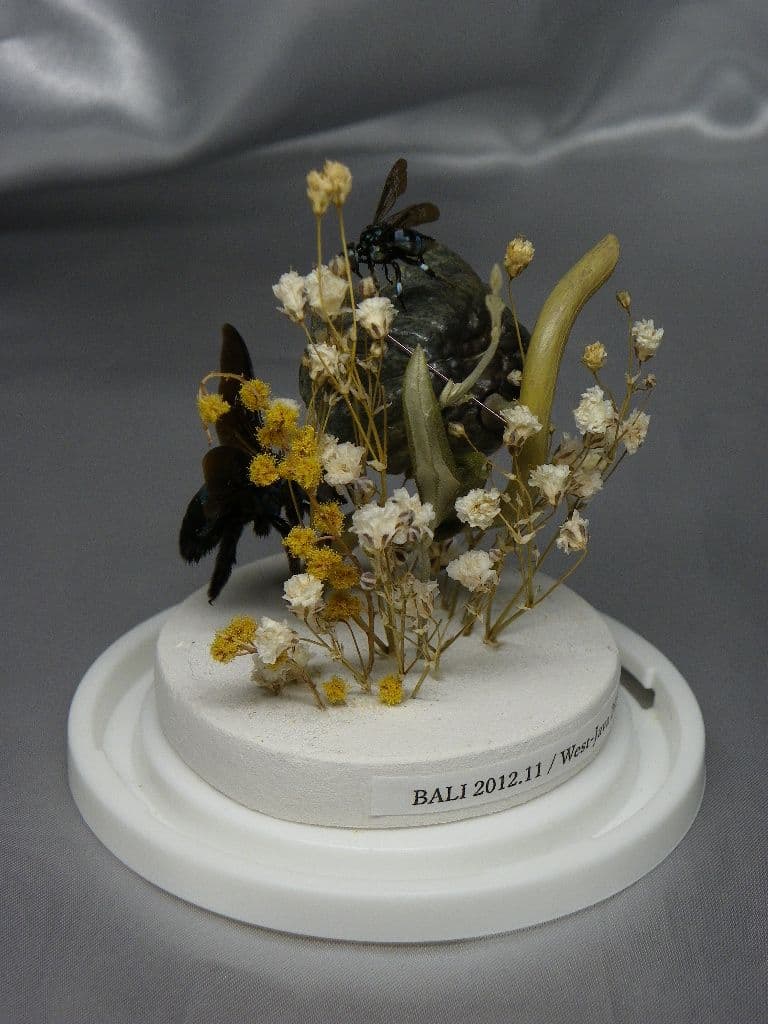 幸福の青い蜂　ビネット標本