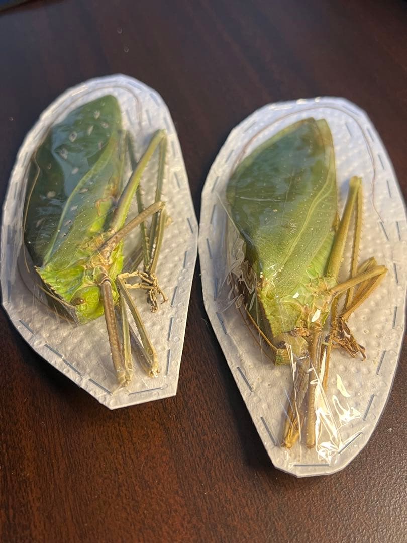 世界最大級のキリギリス　マレーオオコノハギス　ペア標本