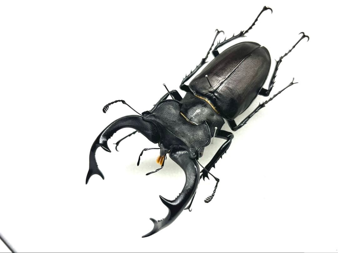 ユダイクスミヤマクワガタ　ペア　標本