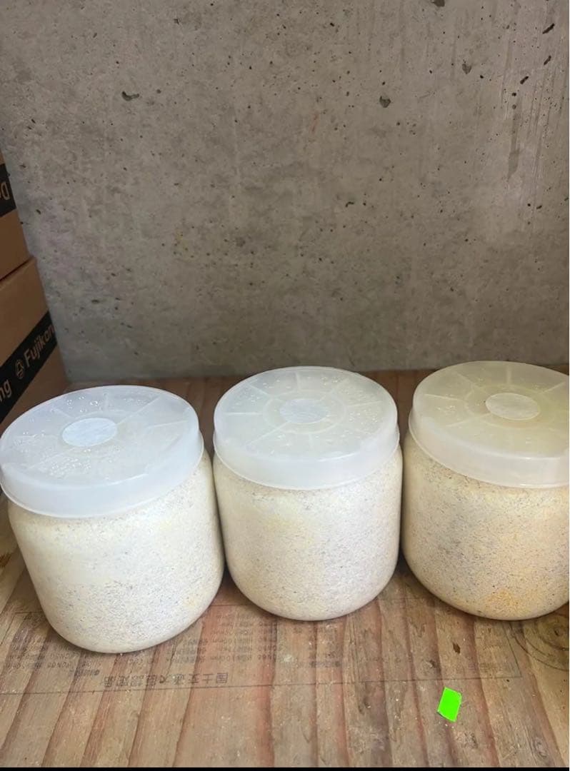 カワラ菌糸瓶 産卵用1400入手困難6本セット