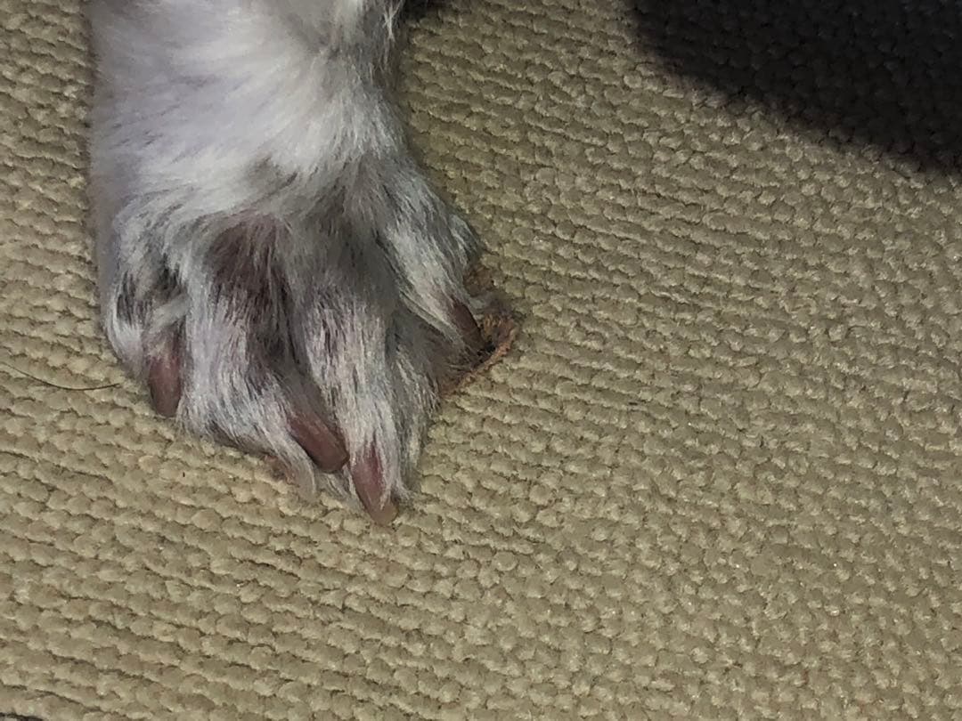 【◯◯様用】実物お写真 ペット 滑止 肉球 足裏 犬 (36cm 単位売)