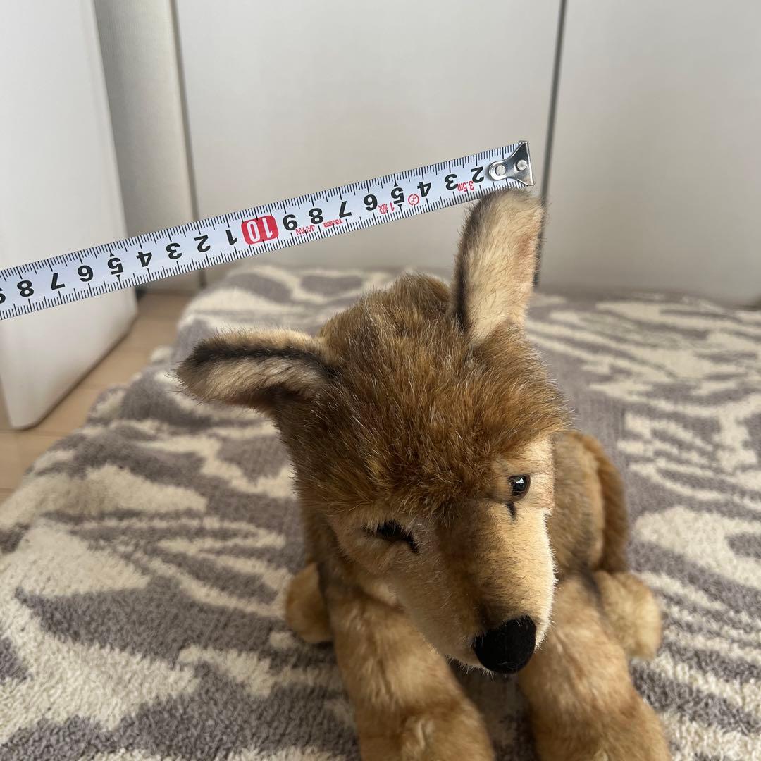 ケーセン　kosen オオカミ　お座り