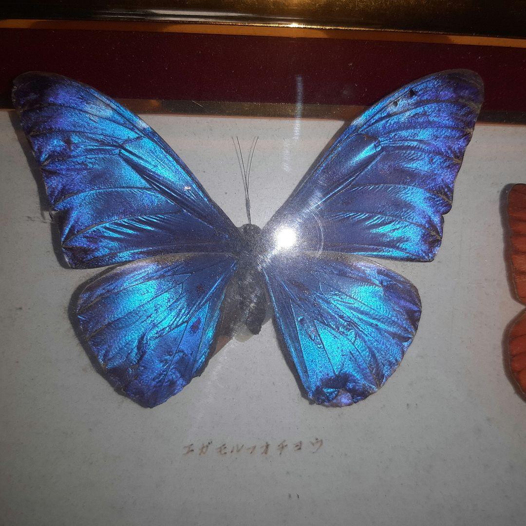 美しい蝶の標本 5種セット