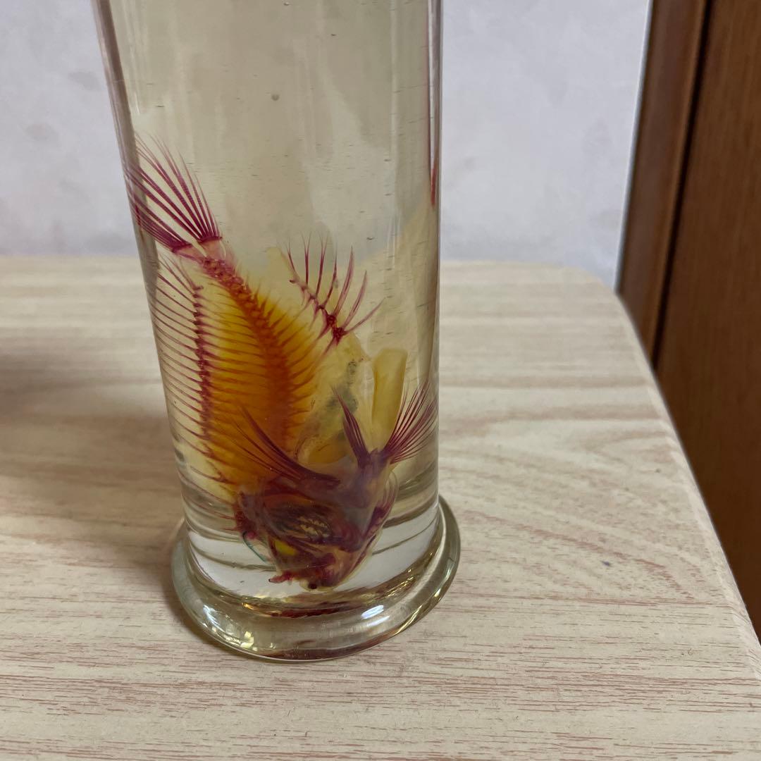 ハオコゼ　標本　化石　透明標本