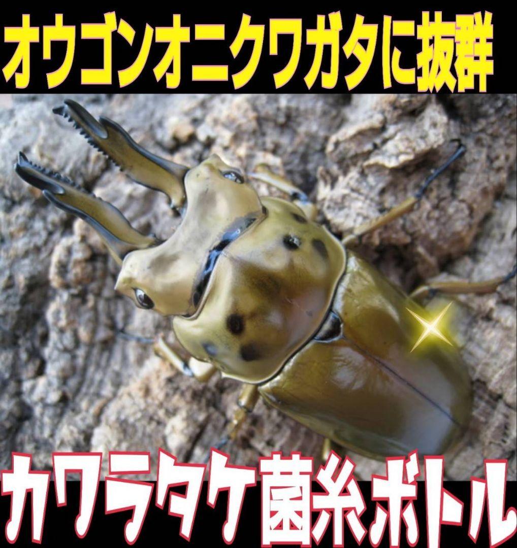 極上！カワラタケ菌糸瓶【8本】特殊アミノ酸強化配合！タランドゥス、オウゴンオニに