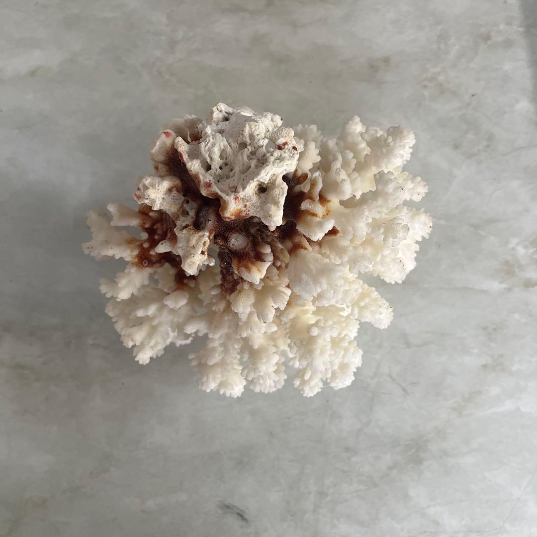 天然ホワイトサンゴ