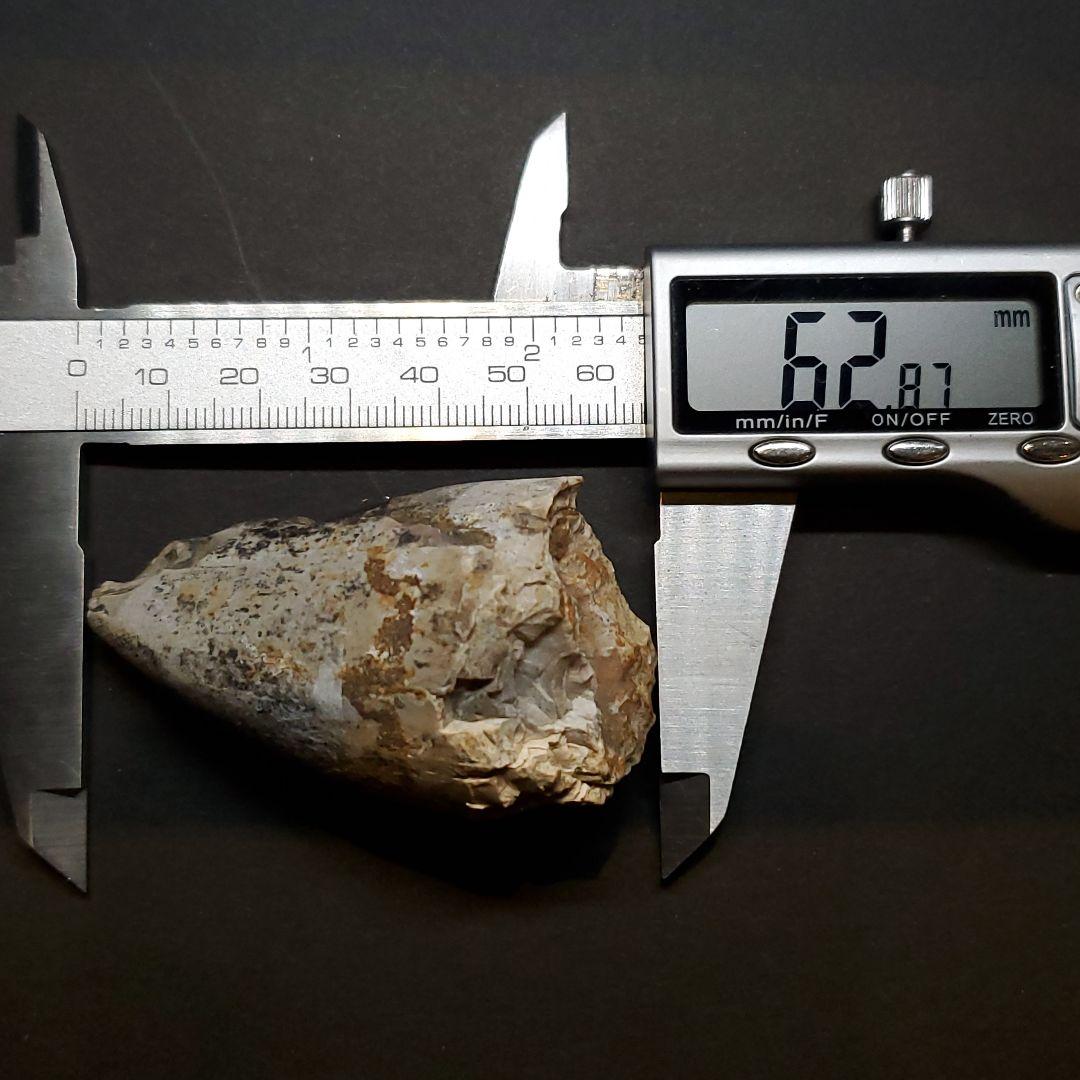 貴重 ラザナンドロンゴベ 歯 化石 マダガスカル産 62.87mm fr106