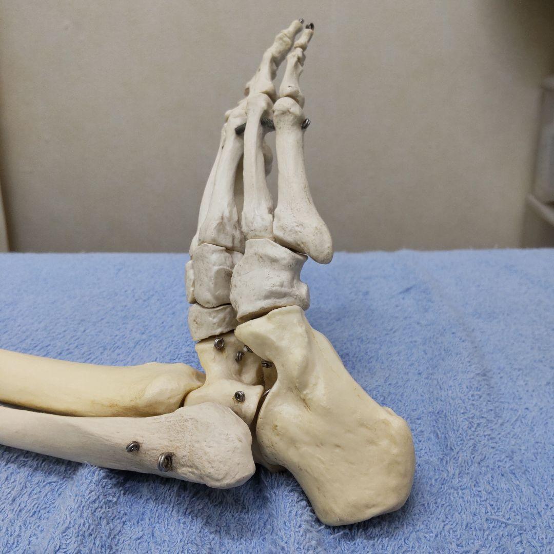 人体模型 股関節、膝、足関節