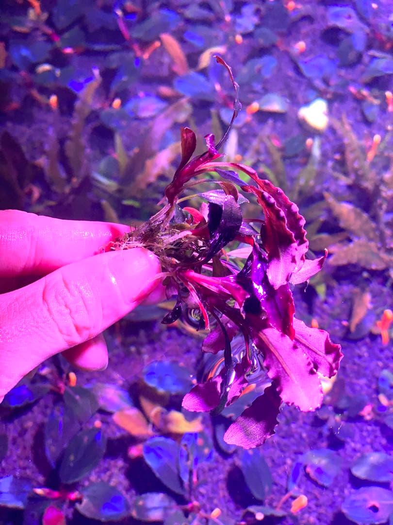 ブセファランドラsp.ゴースト\"Ghost 2011” 大株（4-5株付き）希少