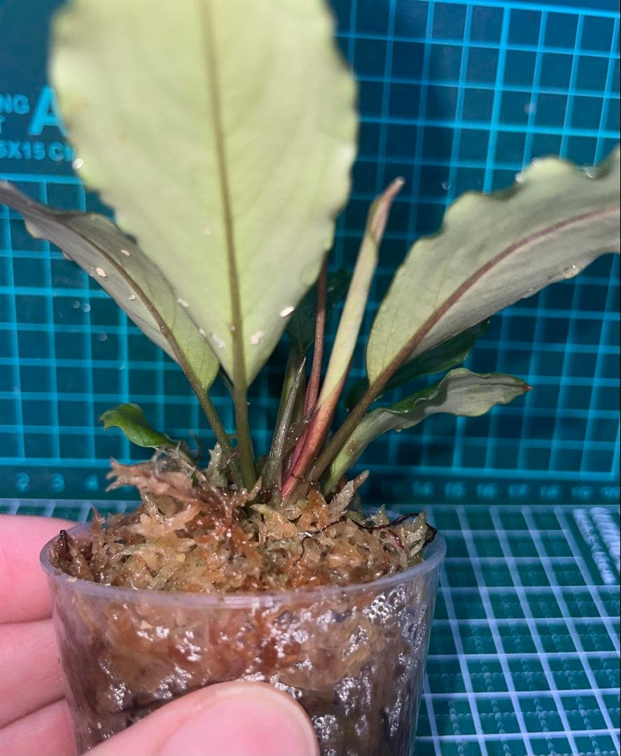 ブセファランドラ　モトレイアーナ　Padawan 「名前はまだない」