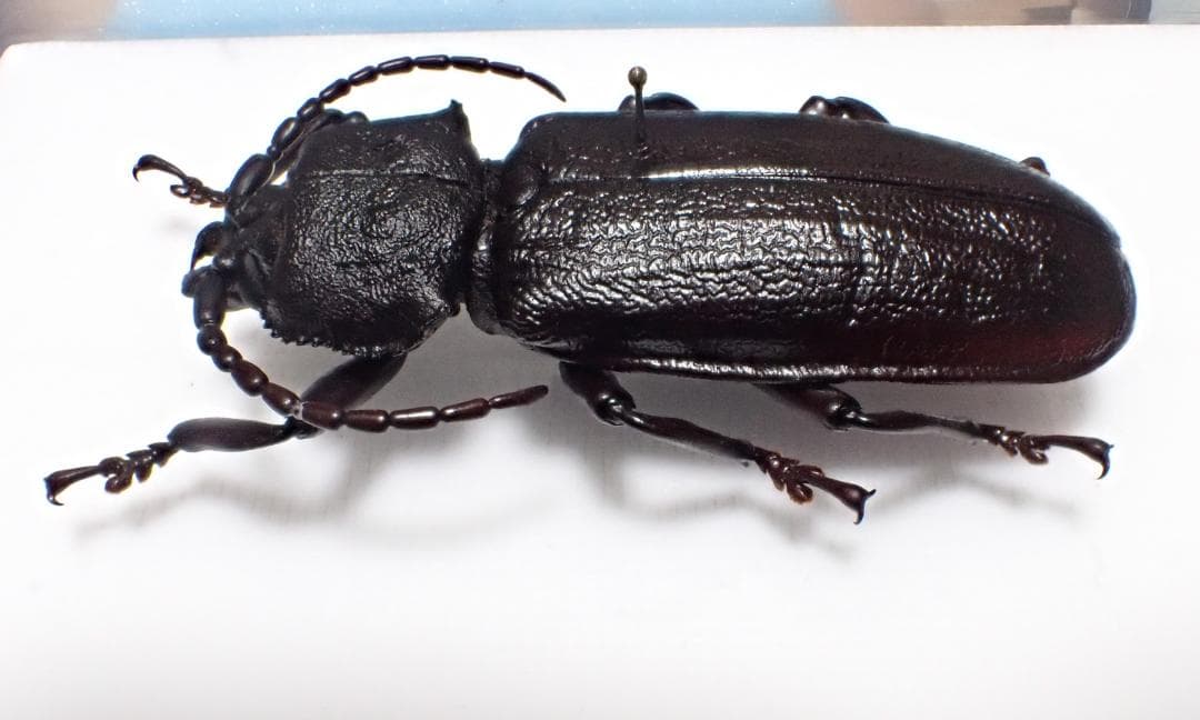 超希少　P.N.G　ウスバカミキリ　標本