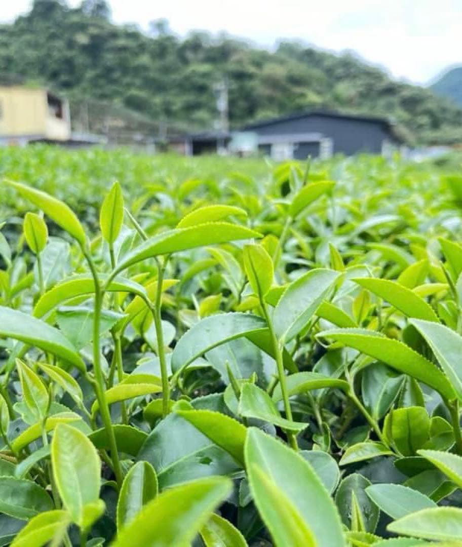 【台湾好茶】新発売 坪林 【一等】紅玉18号 蜜香紅茶150g 手摘み