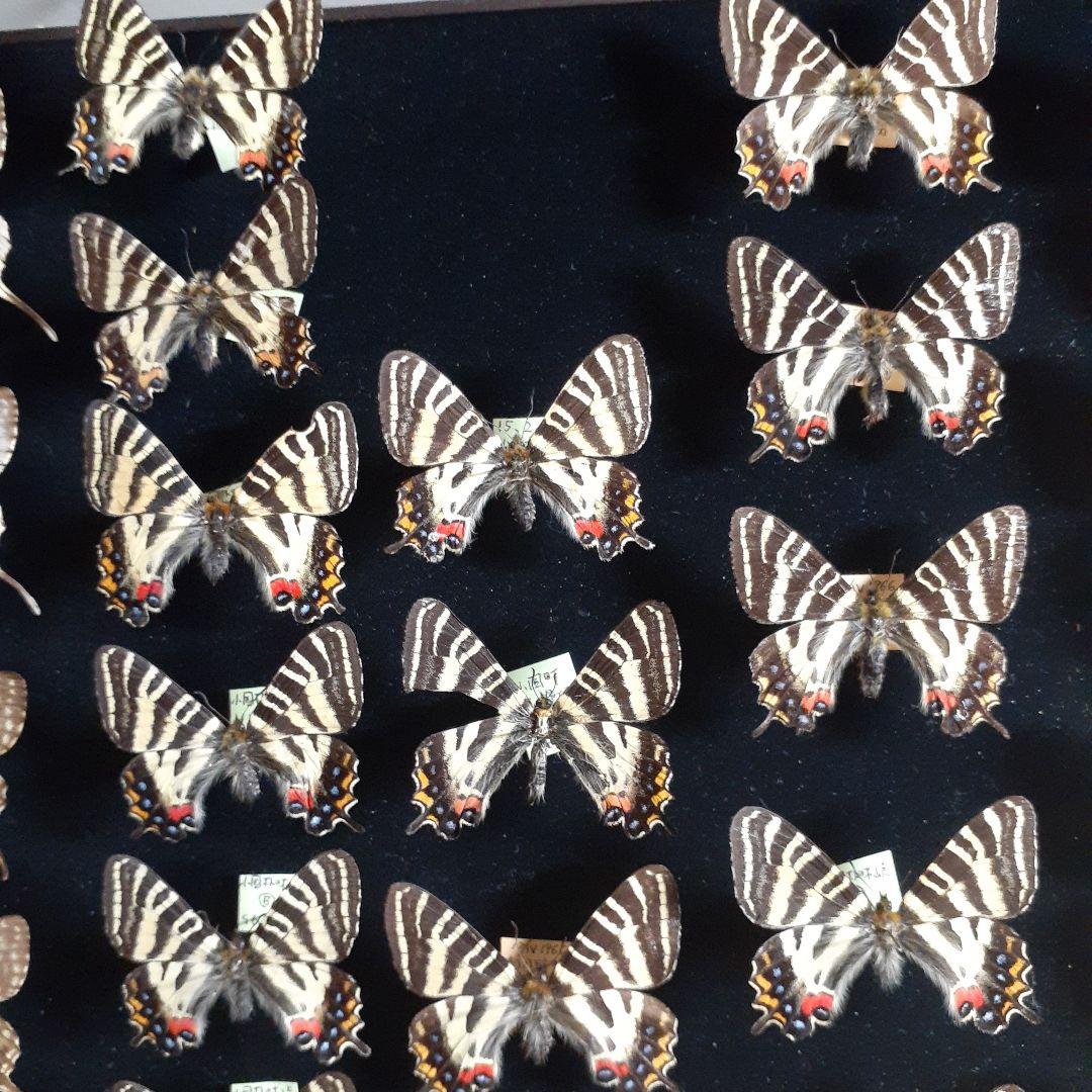 蝶標本　ギフチョウ、ヒメギフチョウ等４種100頭、大型ドイツ標本箱二箱入りセット