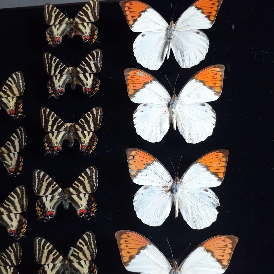 蝶標本　ギフチョウ、ヒメギフチョウ等４種100頭、大型ドイツ標本箱二箱入りセット