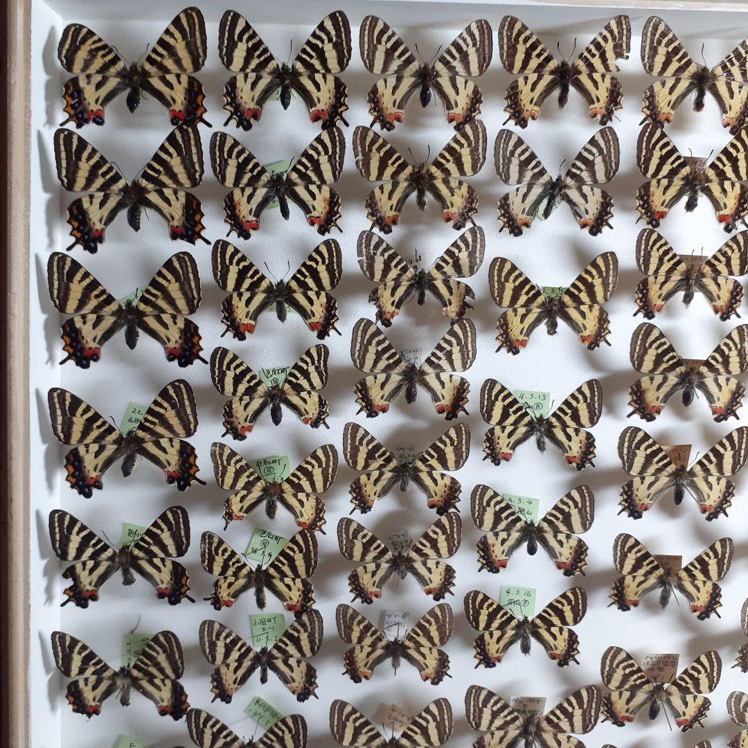 蝶標本　ギフチョウ、ヒメギフチョウ等４種100頭、大型ドイツ標本箱二箱入りセット
