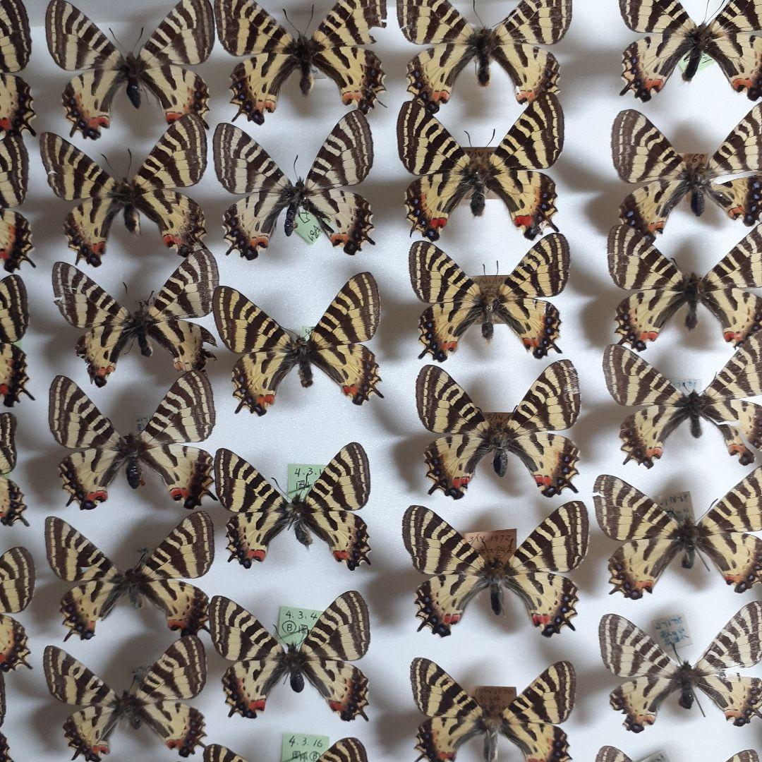 蝶標本　ギフチョウ、ヒメギフチョウ等４種100頭、大型ドイツ標本箱二箱入りセット