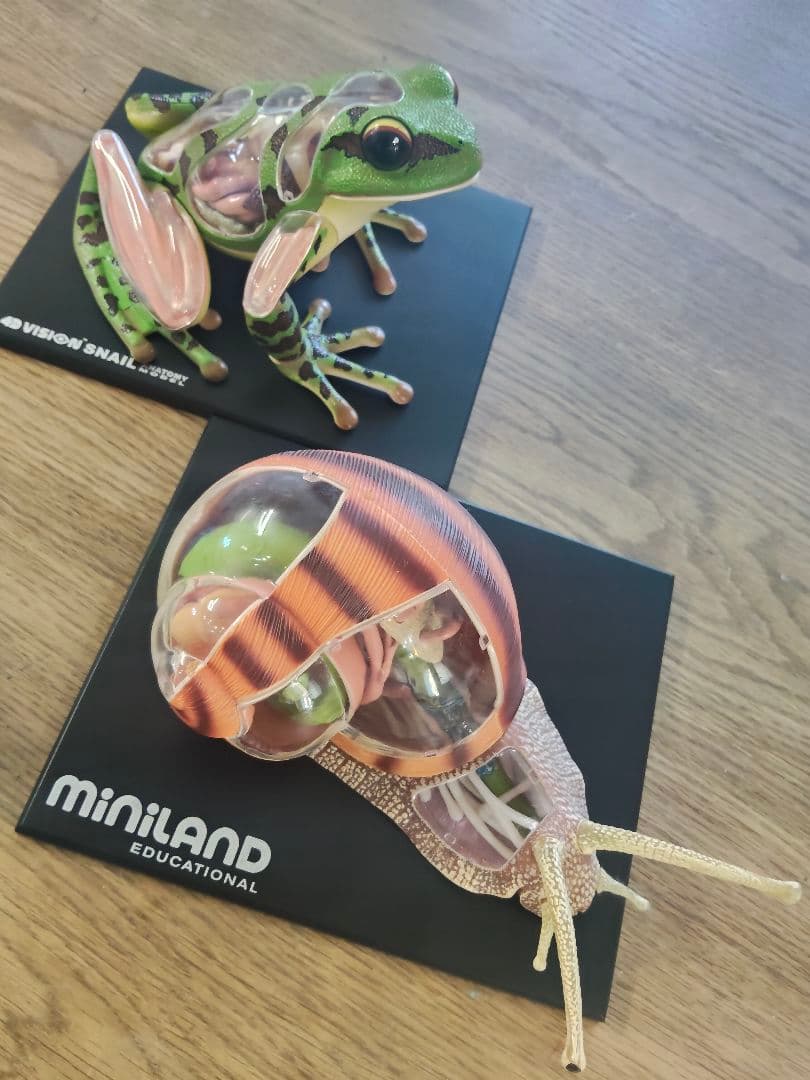 動物解剖モデル フィギュア　カエル　カタツムリ　立体パズル