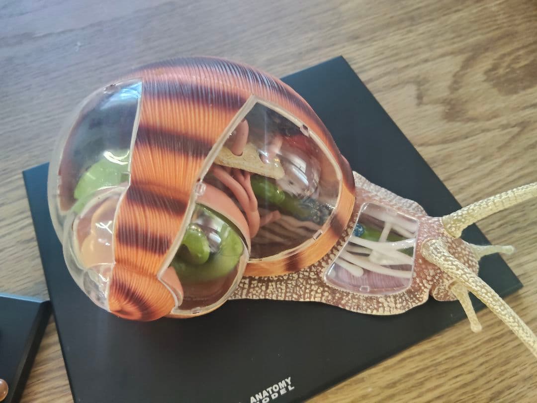 動物解剖モデル フィギュア　カエル　カタツムリ　立体パズル