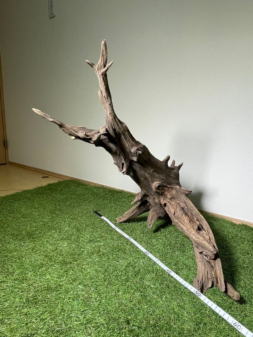 特大流木 クワガタ流木80cm、インテリア装飾用、アクアリウムは処理お願いします