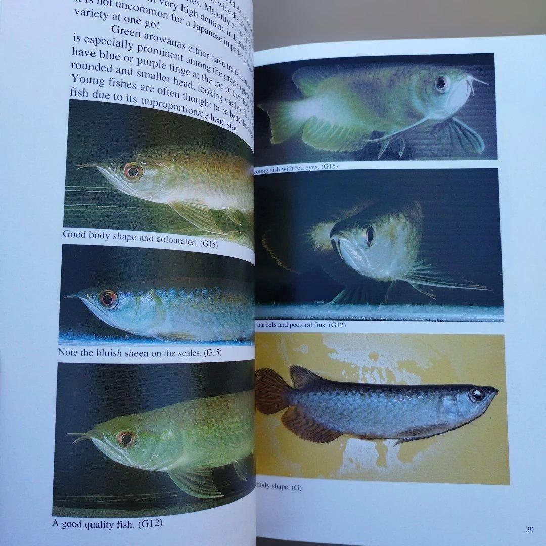 趣味・スポーツ・実用 The Asian Arowana by Goh & Chua