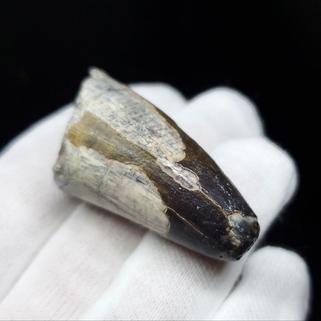 希少 スコミムス 化石 本物 ニジェール産 42.66mm sc3