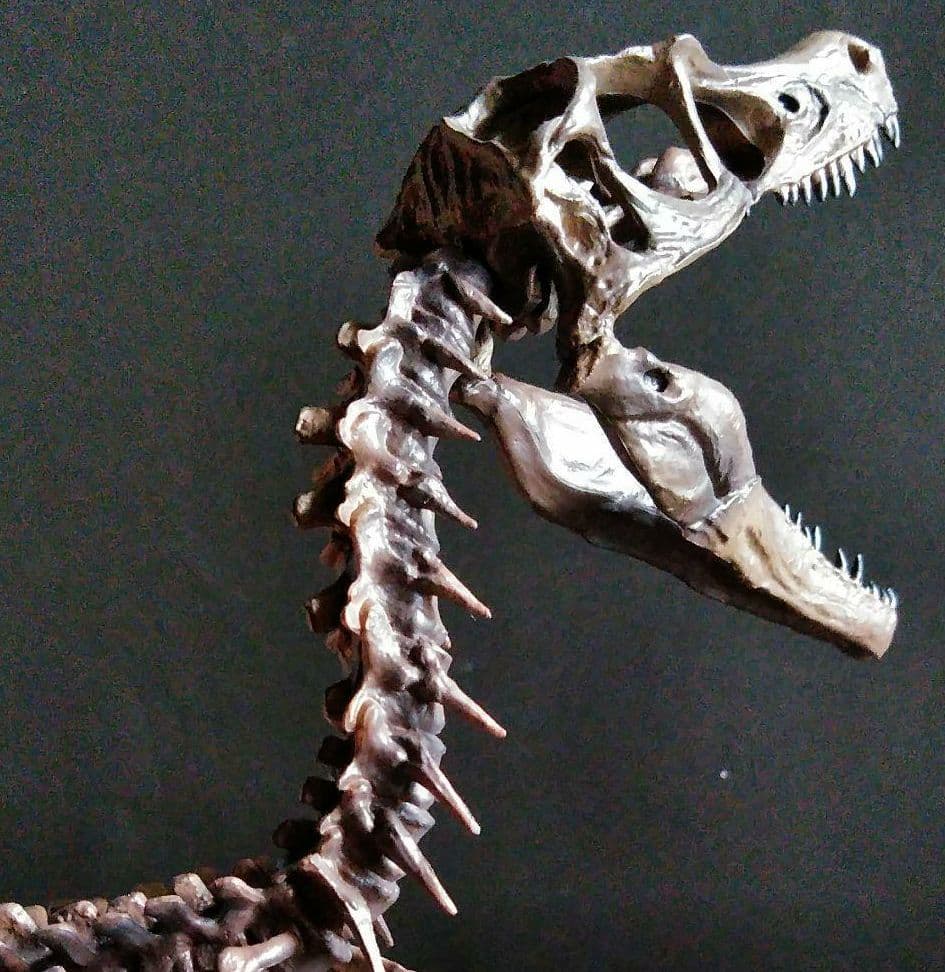 恐竜　化石　骨格　標本　獣脚類　骨格モデル