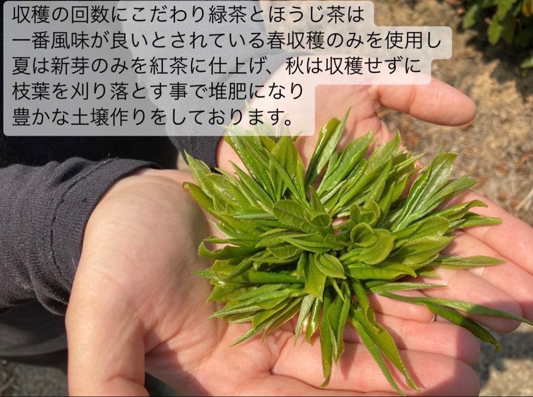 【お茶×◯◯】体に優しいノンカフェイン 国産あずき玄米茶(4g×20個)