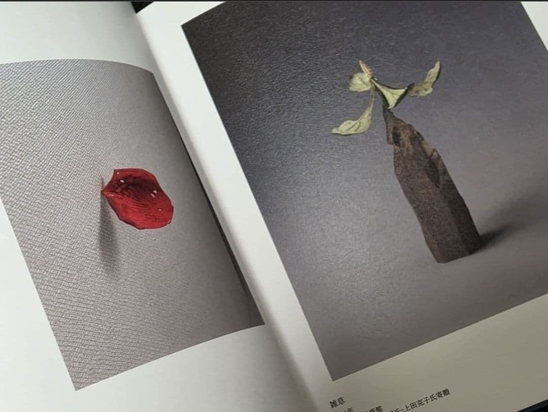 須田悦弘図録　渋谷区立松濤美術館　杉本博司川瀬敏郎　彫刻木彫　現代アート現代美術