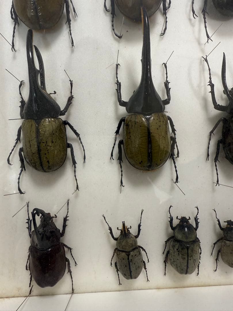 X*A様 ドイツ箱 カブトムシ標本