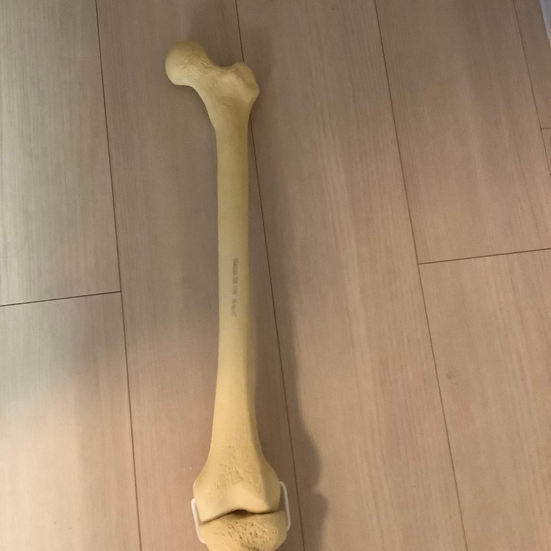 人体模型 骨格 大腿骨　脛骨