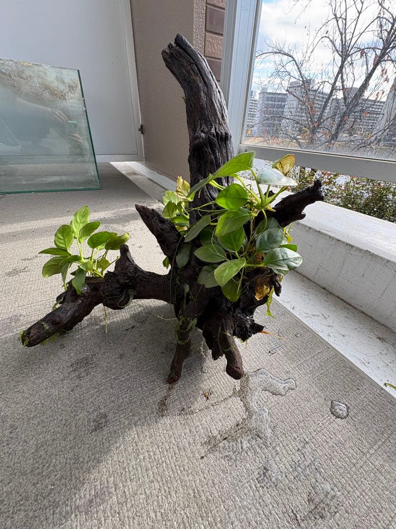 オザヤン⭐︎水槽用流木とアヌビアス　観葉植物のセット