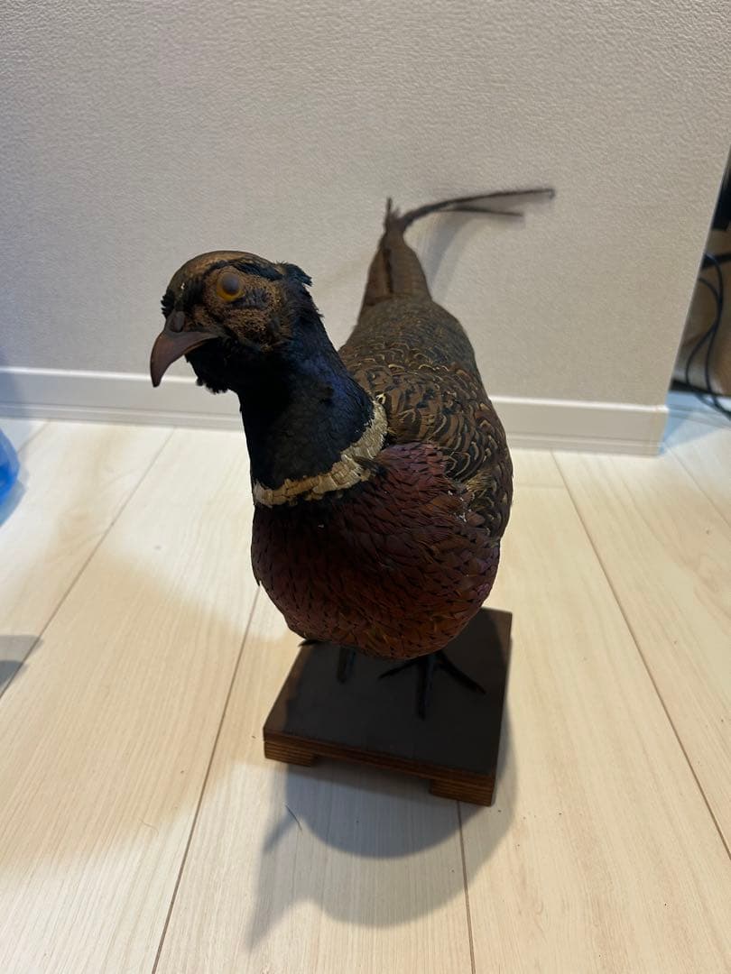 キジ　オス　剥製