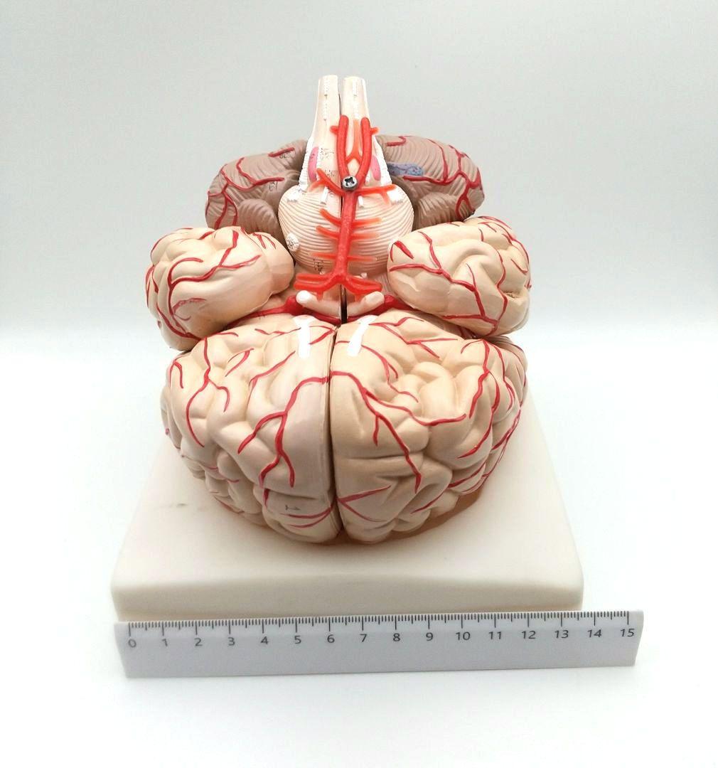 値下【美品】人脳８分割モデル 前頭葉 頭頂葉 側頭葉 後頭葉 脳幹 小脳 左右