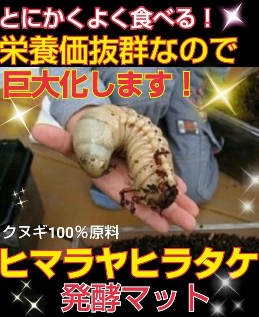 送料無料！80リットル　カブトムシ幼虫の餌！巨大化！ヒマラヤひらたけ発酵マット