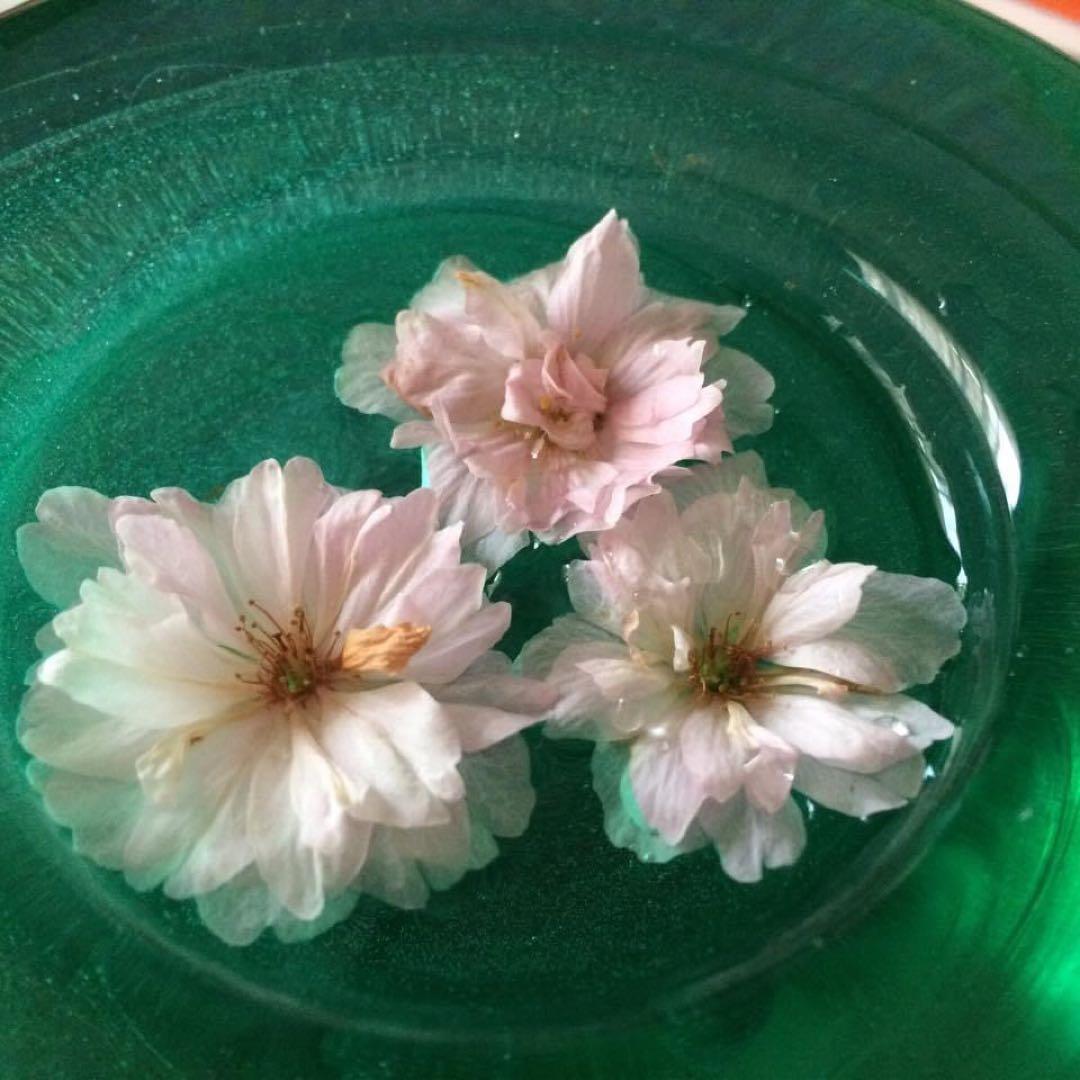 KOSTA BODA ティーライトキャンドルホルダー 多目的ボウル グリーン 緑