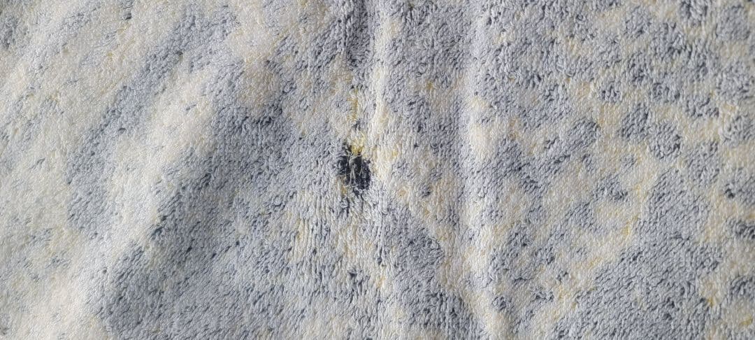 湘南乃風　カラフルタオル&会場くじ当たりクッション