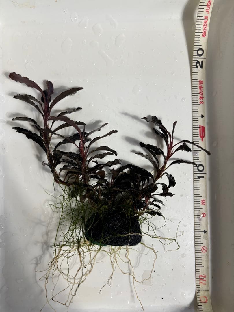 まっちゃん様　クダガン②③⑧⑨