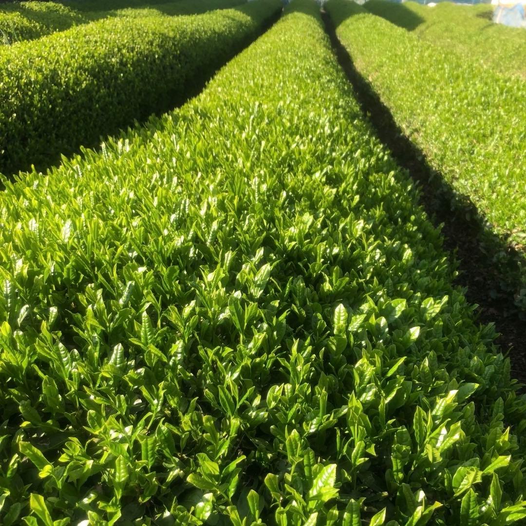 静岡　川根茶 上煎茶　　低農薬 茶農家　　　　　　特別価格さらに送料サービス