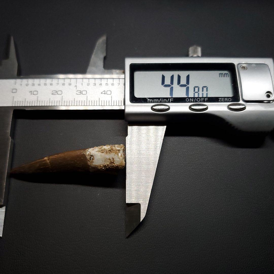 美品 プレシオサウルス 化石 歯 本物 44.80mm ケース付き pr127