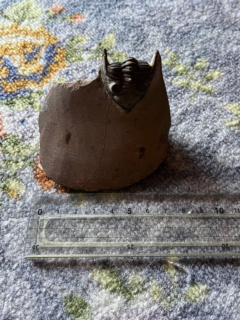 三葉虫　メタカンシナsp