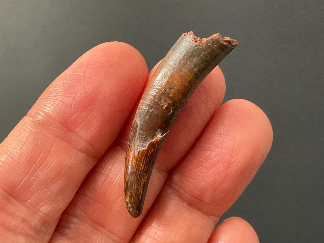 翼竜 コロボリンクスの歯 [PT19] 化石