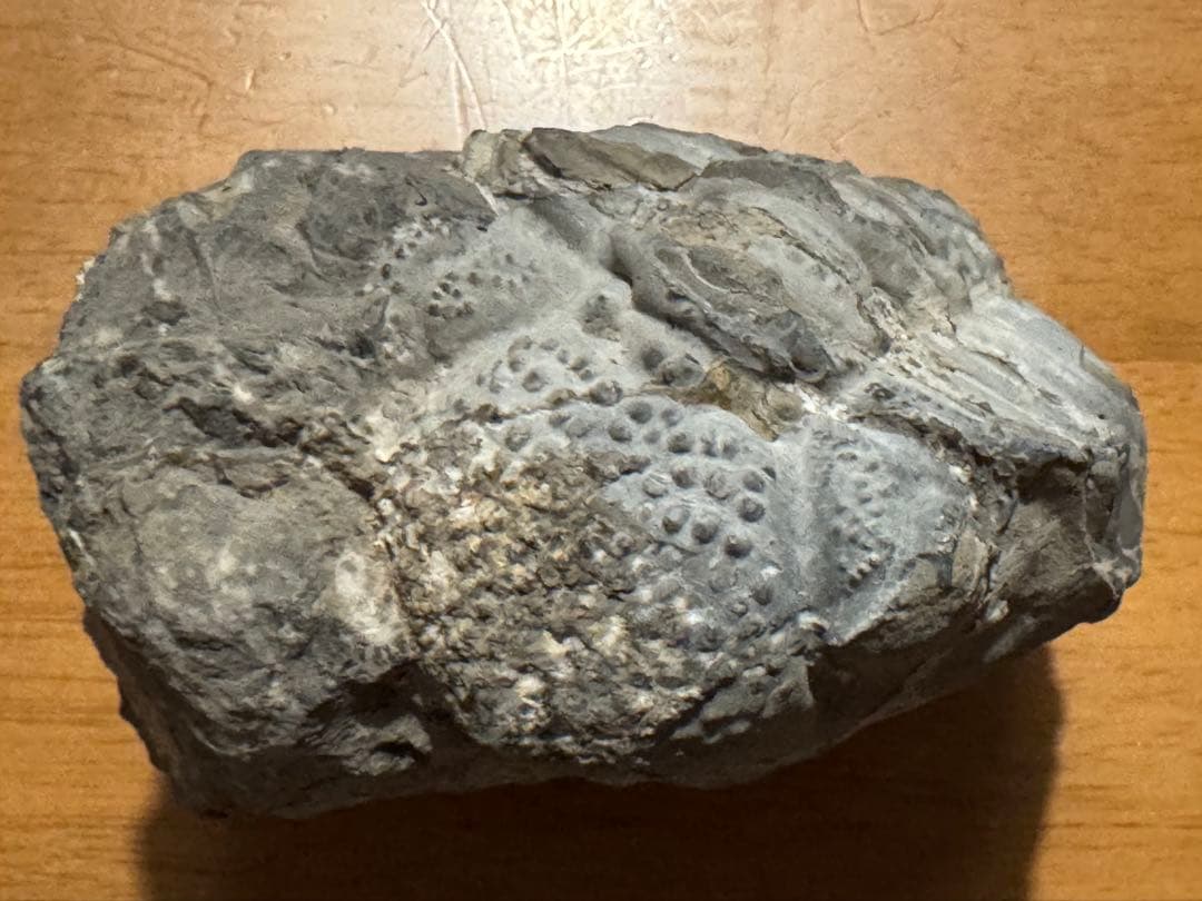 値下げ！三葉虫大型化石／母岩付 約9.5cm 640g 希少古生代デボン紀相当