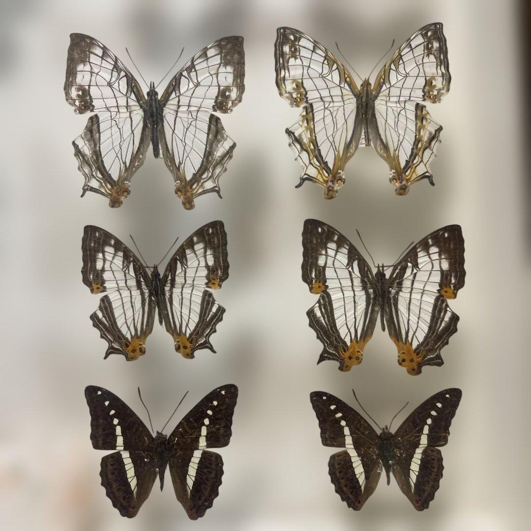 蝶標本、イシガケ-イチモンジ-ミスジの仲間46匹