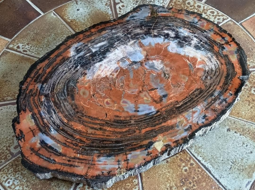 ペトリファイドウッド（珪化木）のオブジェ