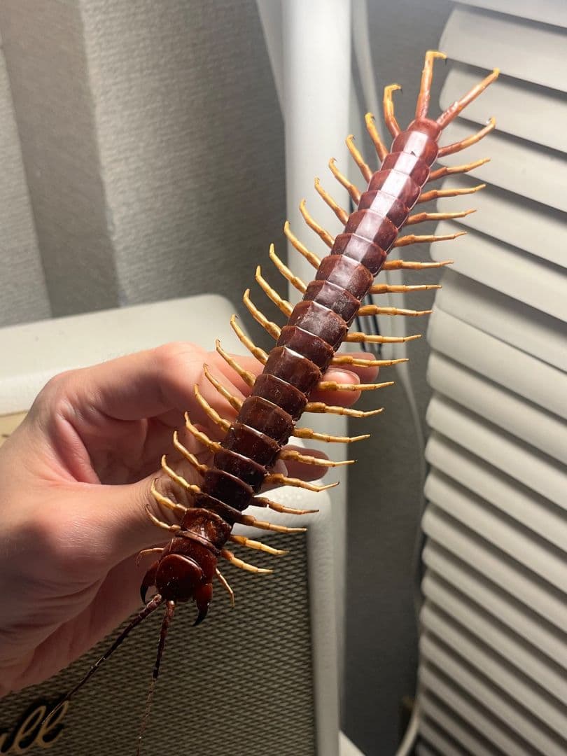 【百足最大種】ペルビアンホワイトレッグセンチピード 全長22cm程　標本　奇蟲