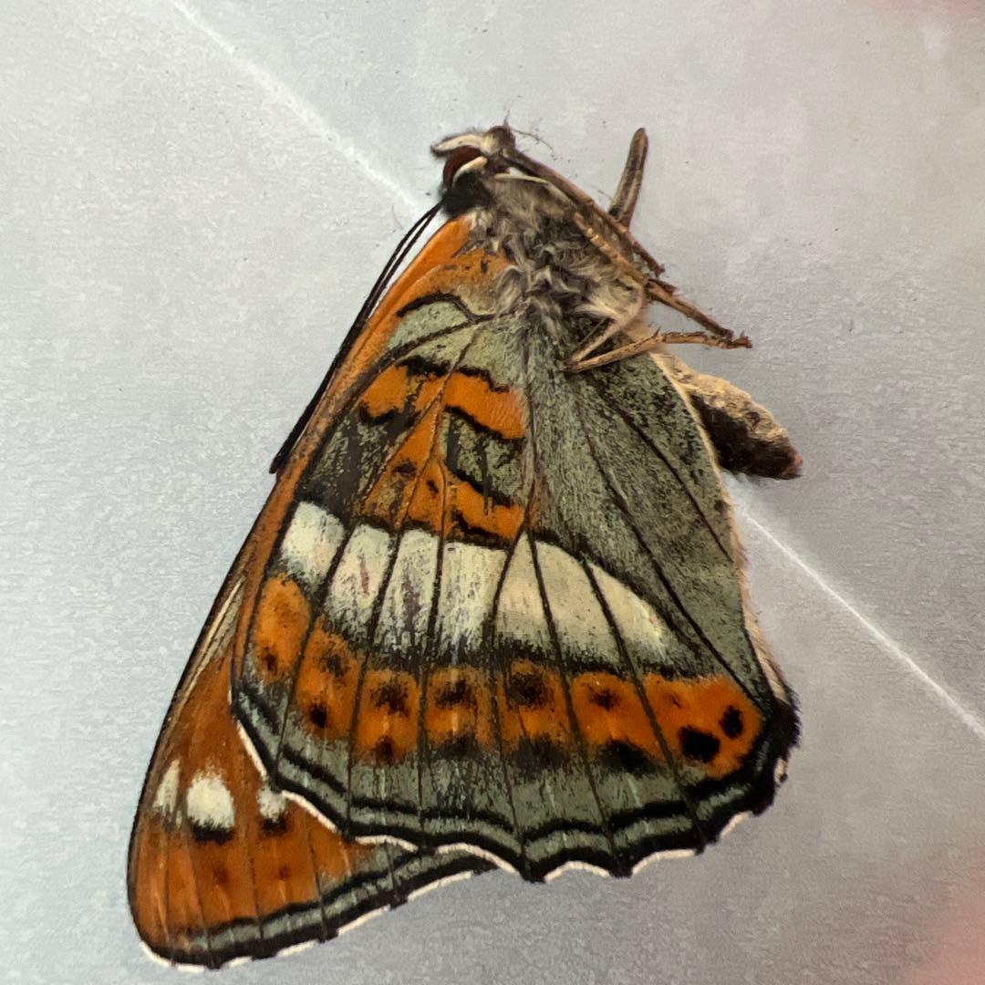 オオイチモンジ　モンゴル産10頭セット売り