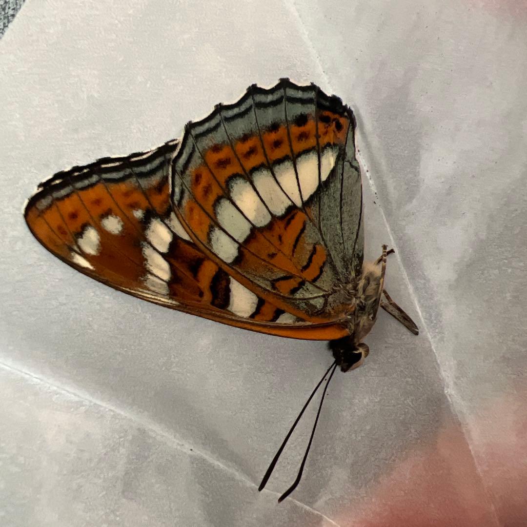 オオイチモンジ　モンゴル産10頭セット売り